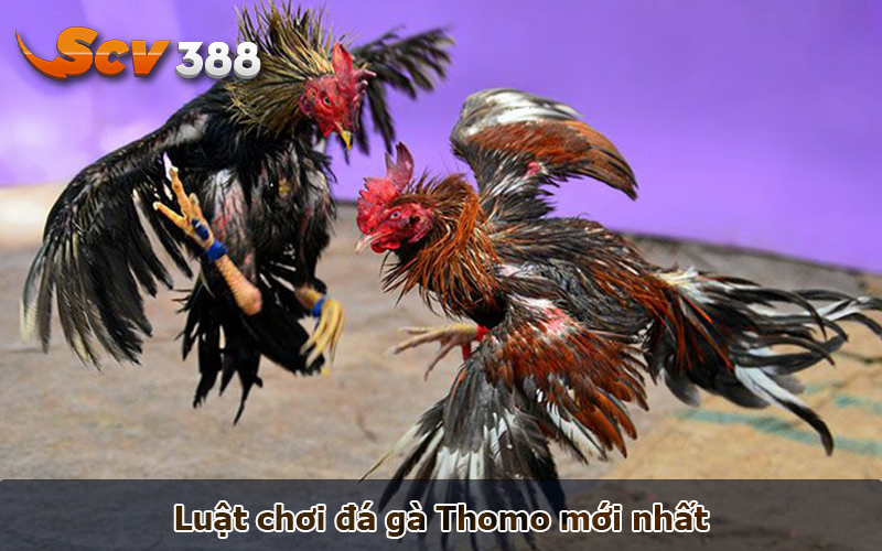 Luật chơi đá gà Thomo mới nhất