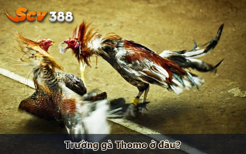 Khái quát về trường gà Thomo