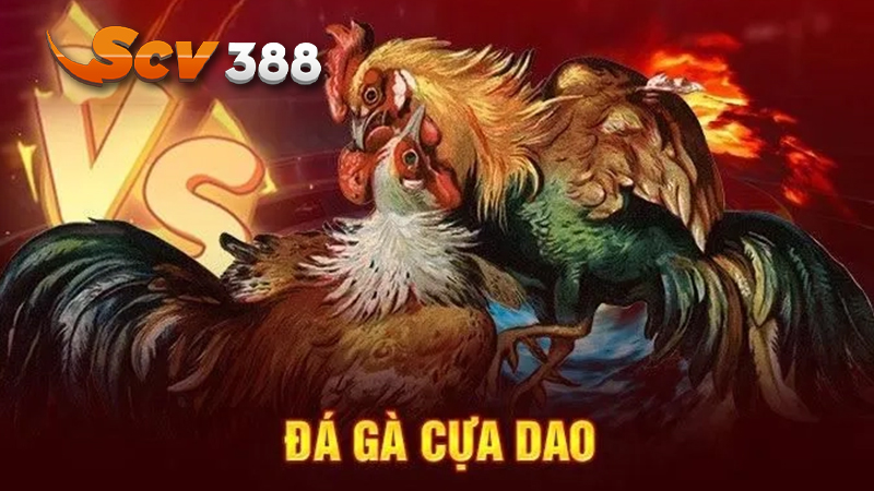 Đá Gà Cựa Dao S128